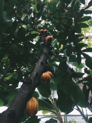 kasvitieteellinen hedelmäpuu